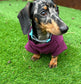 Ribbed Dachshund Jumper: Spandex Ottoman Knit, Washable Dog Sweater