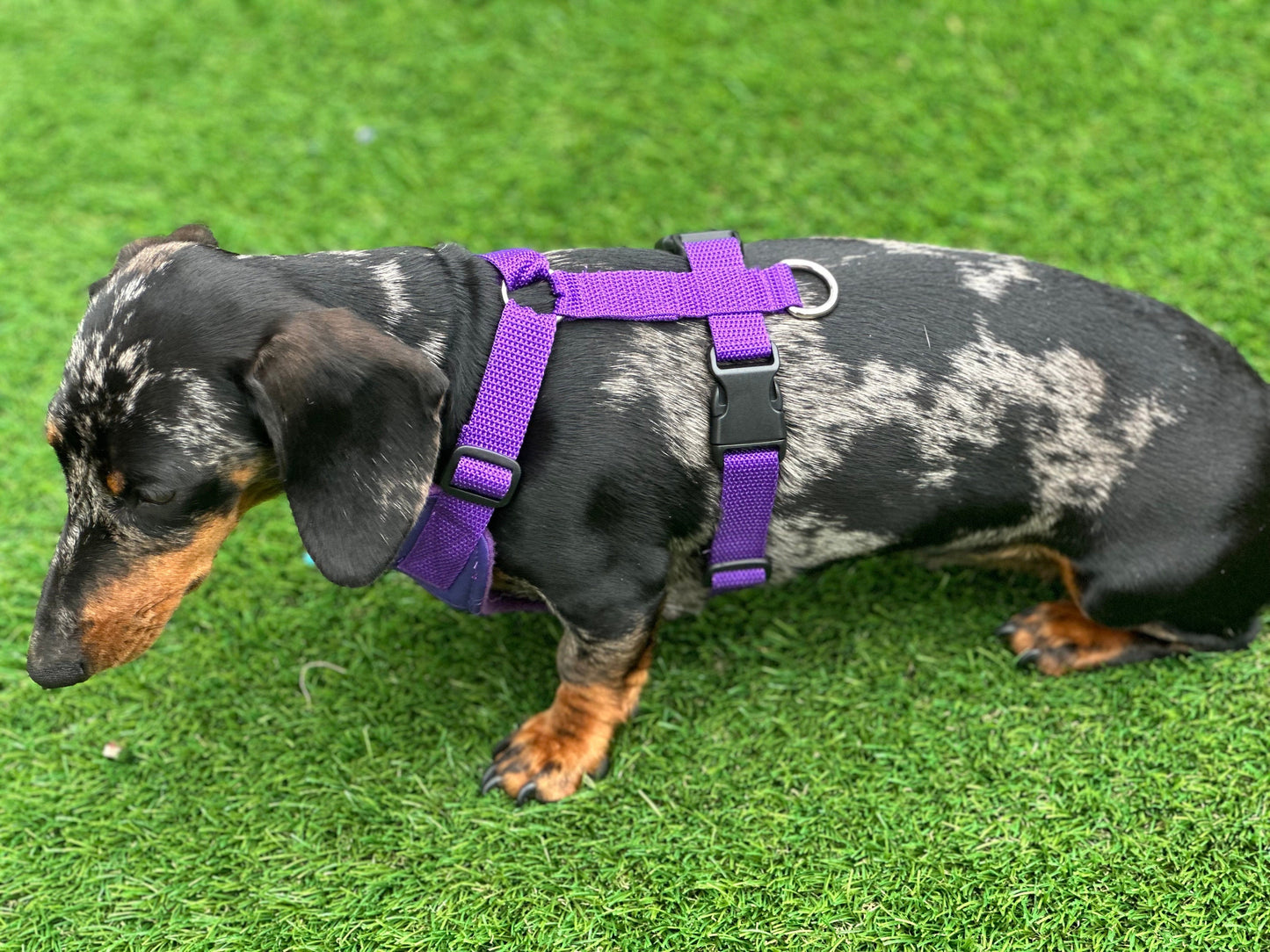 Dachshund Quilted Dog Harness: Padded Fleece Lined, Waterproof, No-Choke