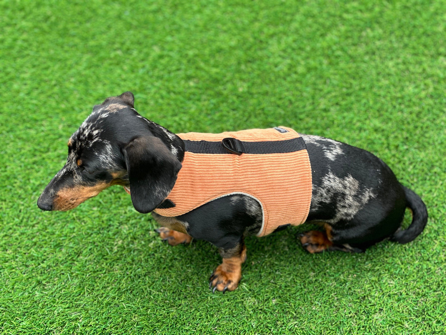 Corduroy Dachshund Harness: Fleece Lined, Adjustable Dog Vest