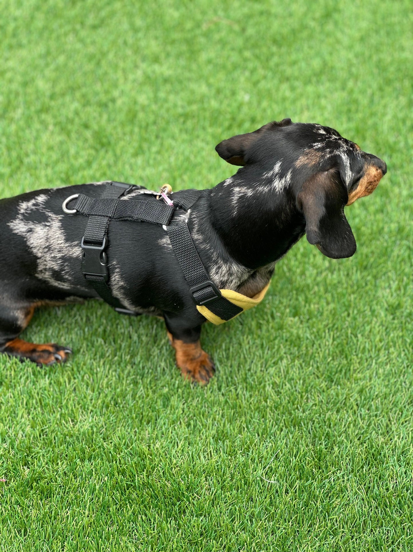 Waterproof Cordura Dachshund Harness: Padded Fleece Lined, No Choke