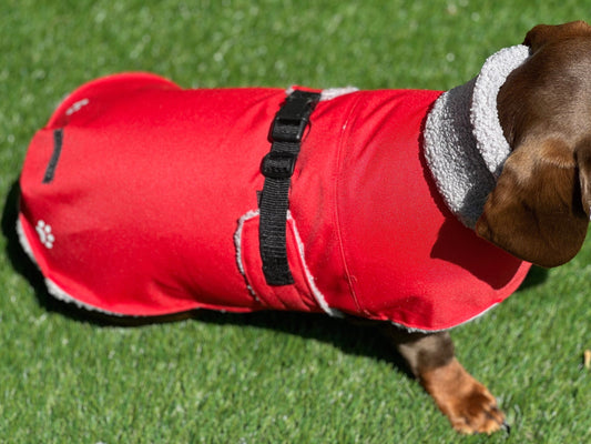 Waterproof Cordura Dachshund Coat: Sherpa Fleece Lined, Reflective Paw Prints