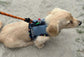 Made-to-Order Dachshund Harness: Petrol Spacer Mesh, No Armpit Rub