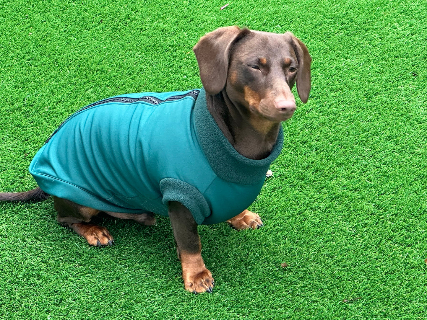 Dachshund Softshell zipped waterproof  jacket ,water repellent  jumper ,step in dog coat,   ,washable dog jacket, Mud Repellent