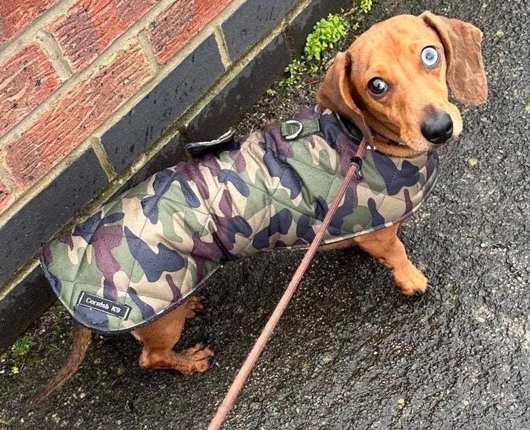 Dachshund Quilted Camouflage Dog Coat: Water-Resistant Fleece Lined