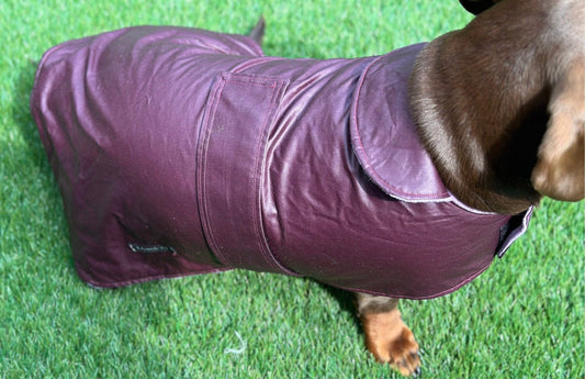 Waterproof Waxed Cotton Dachshund Dog Coat: Fleece Collar