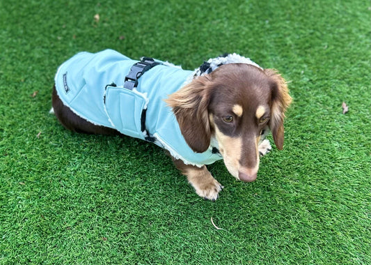 Waterproof Softshell Dachshund Coat: Sherpa Fleece Lined, Windproof