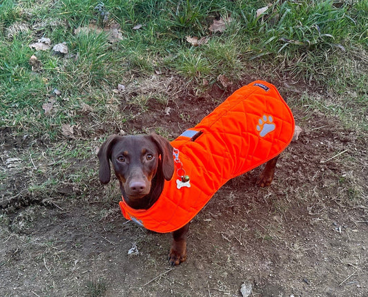 Dachshund Quilted Dog Coat: Waterproof Hi-Vis Winter Pet Apparel