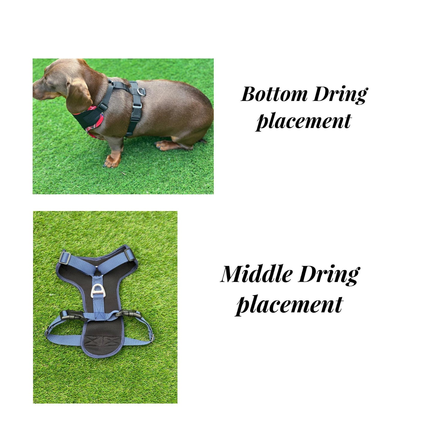 Dachshund Neoprene Dog Harness: Padded No-Choke Design
