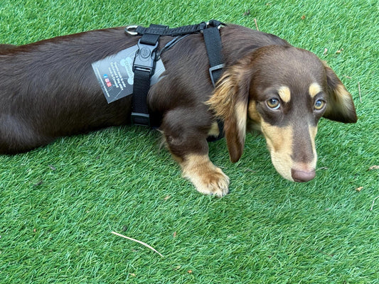 Dachshund spacer  harness,padded dog harness,no choke harness,chest harness, harness