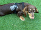 Dachshund spacer  harness,padded dog harness,no choke harness,chest harness, harness
