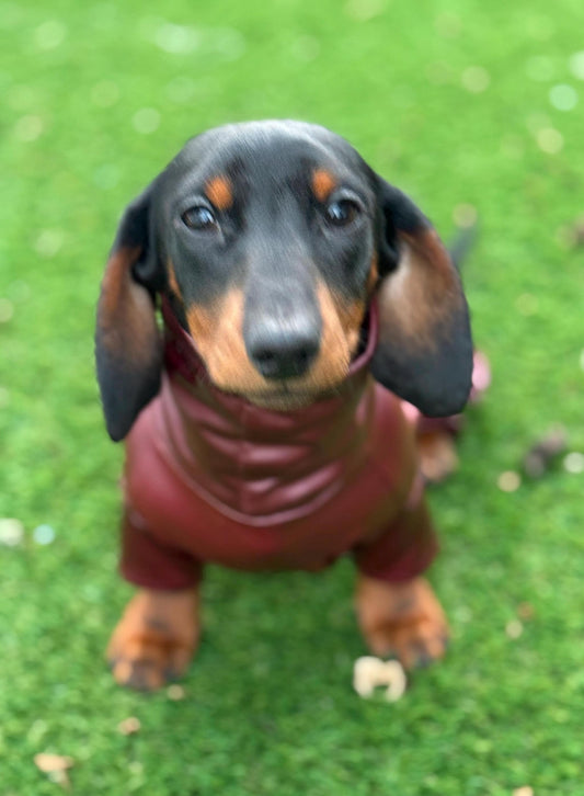 Waterproof Dachshund Onesie: Eco-Friendly Stretchy Dog Jumpsuit