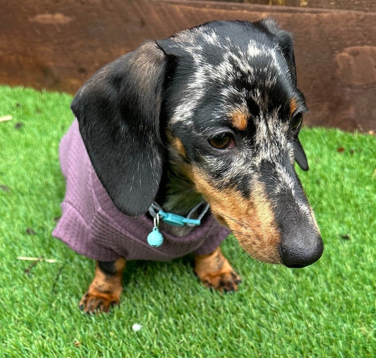Dachshund Waffle Knit Jersey Top: Handmade Dog Jumper