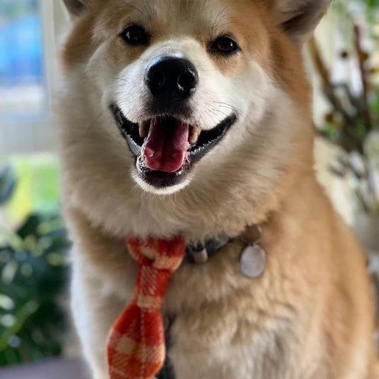 Harris Tweed dog tie , tweed ties ,ready to ship ,gift for pet lover,pet accessories