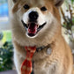 Harris Tweed dog tie , tweed ties ,ready to ship ,gift for pet lover,pet accessories