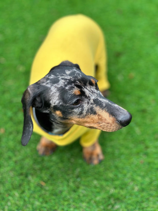 Bamboo Dog Onesie: Anti-Allergy Cooling Jumpsuit, Dachshund Pajamas