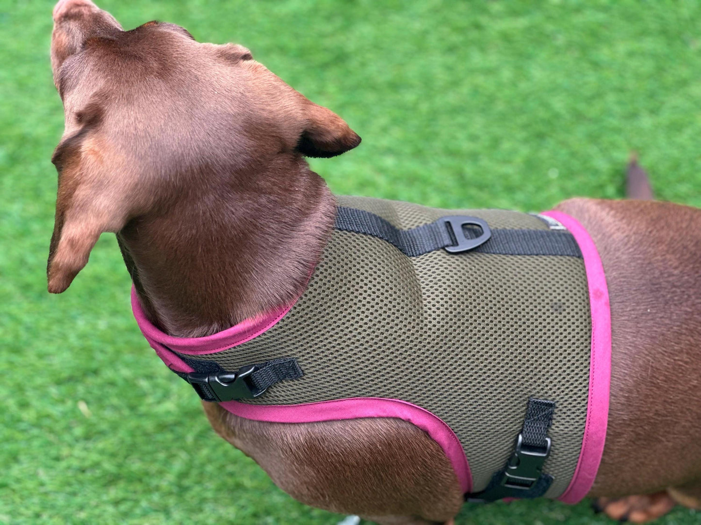 Made-to-Order Dachshund Harness: Army Green Spacer Mesh, No Armpit Rub