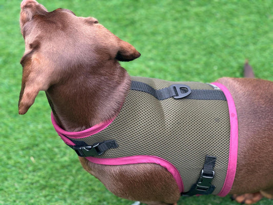 Made-to-Order Dachshund Harness: Army Green Spacer Mesh, No Armpit Rub