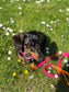 Waterproof biothane dog collar ,biothane led,dog collar and lead set ,puppy gift