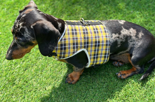 Cornish Tartan Dachshund Harness: Fleece Lined, No-Rub Design