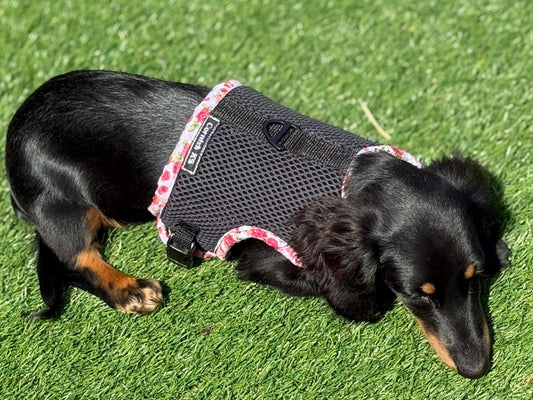 Limited Edition Dachshund Harness: Black Spacer Mesh, Floral Trim