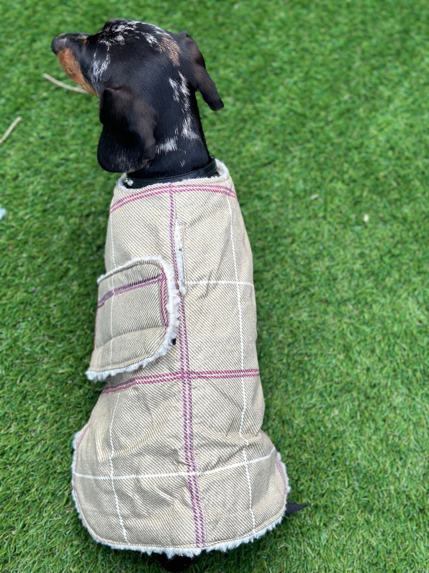 Dachshund water resistant dog coat, waterproof dog coat, shower proof dog coat ,pet lover, pet accessories,dachshund dog coat