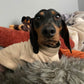 Dachshund Fleece coat ,dog jumper ,breathable dog jumper, dog jacket,washable dog jumper,Water & Mud Repellent dog suit