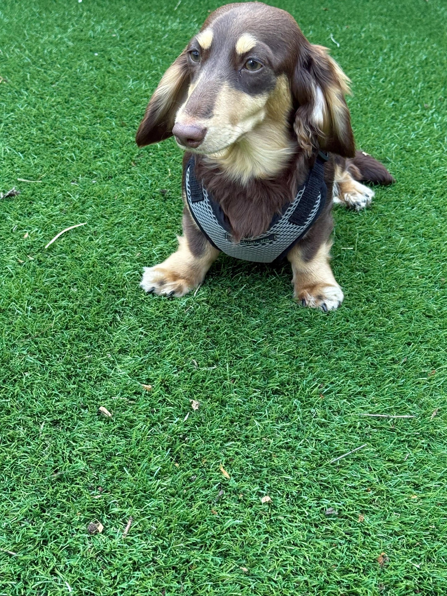 Dachshund spacer  harness,padded dog harness,no choke harness,chest harness, harness