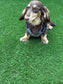 Dachshund spacer  harness,padded dog harness,no choke harness,chest harness, harness