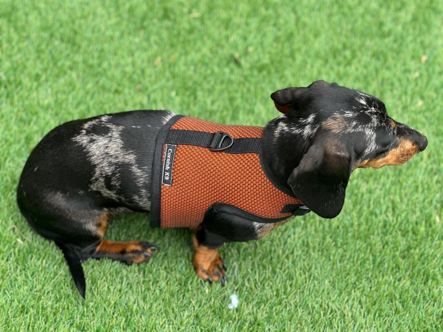 Dachshund harness ,dog harness ,dachshund dog vest ,no arm pit rub harness,rub free harness