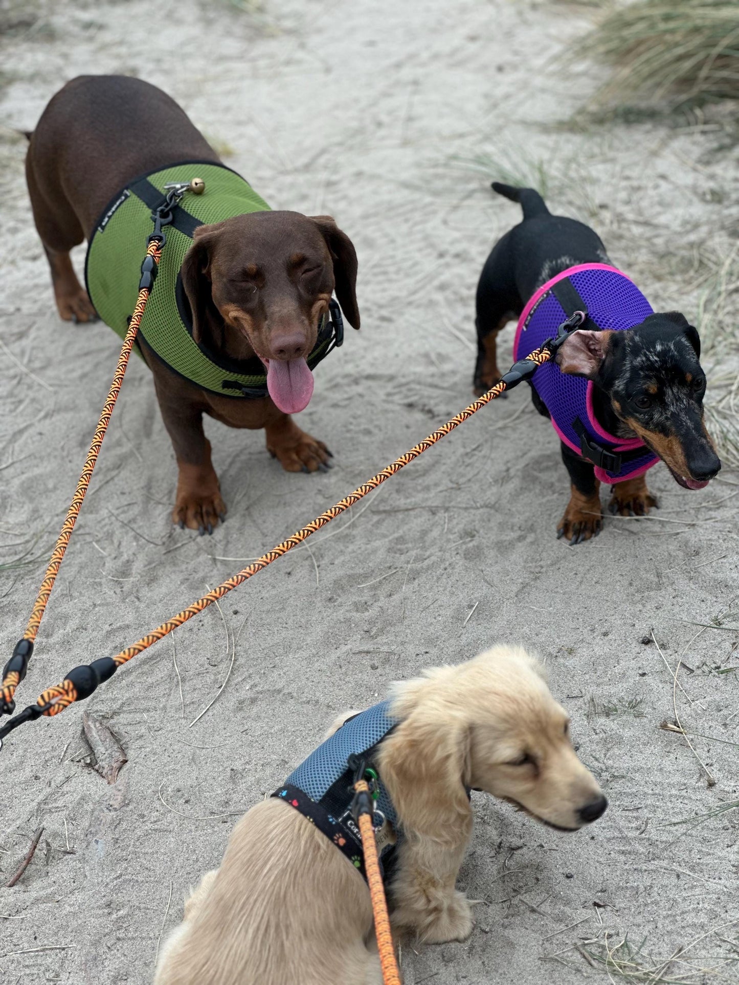 Dachshund harness ,dog harness ,dachshund dog vest ,no arm pit rub harness,rub free harness