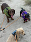Dachshund harness ,dog harness ,dachshund dog vest ,no arm pit rub harness,rub free harness