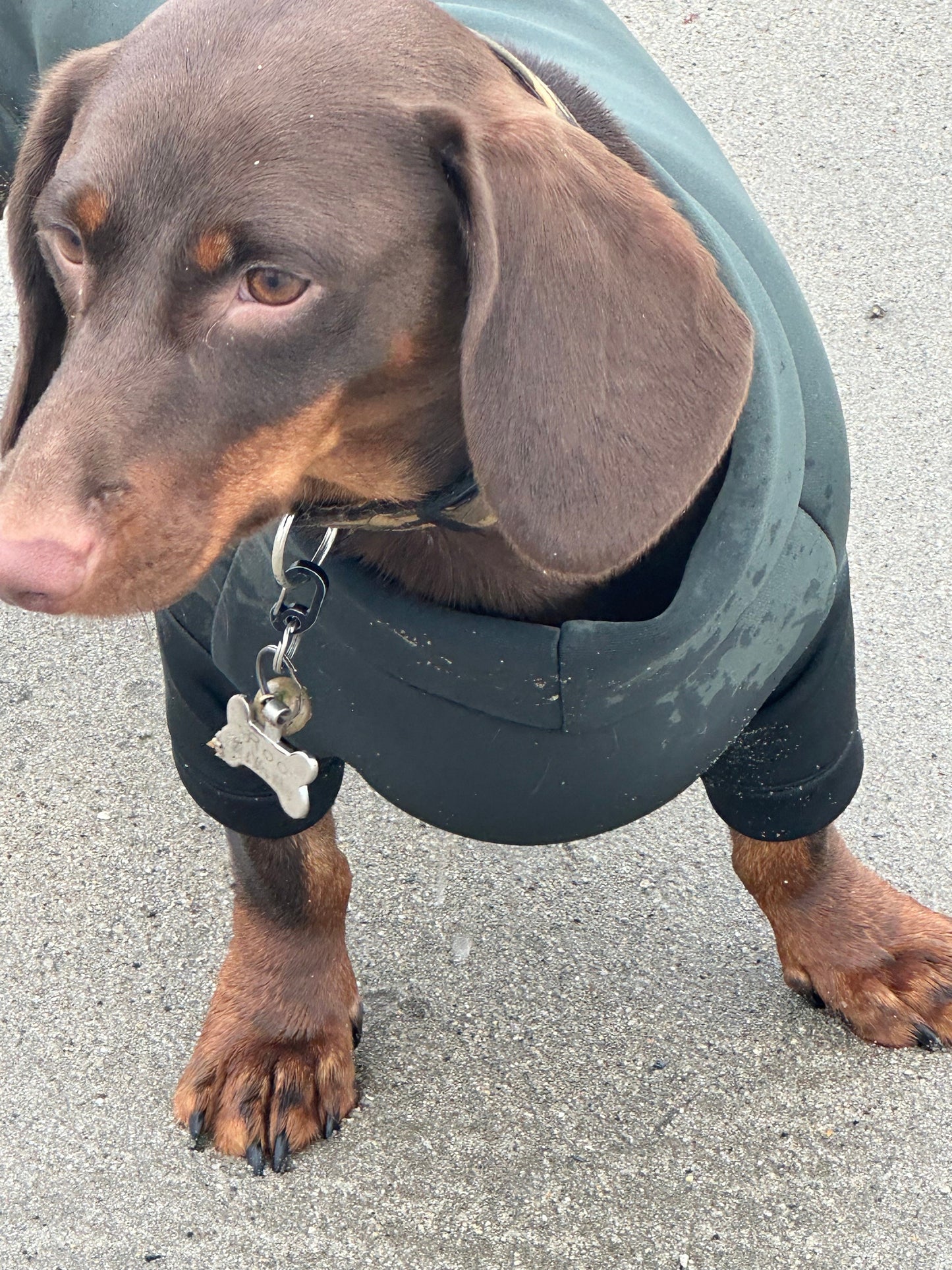 Dachshund Neoprene Jumper: Front Leg Dog Suit, Washable Dog Jumpsuit