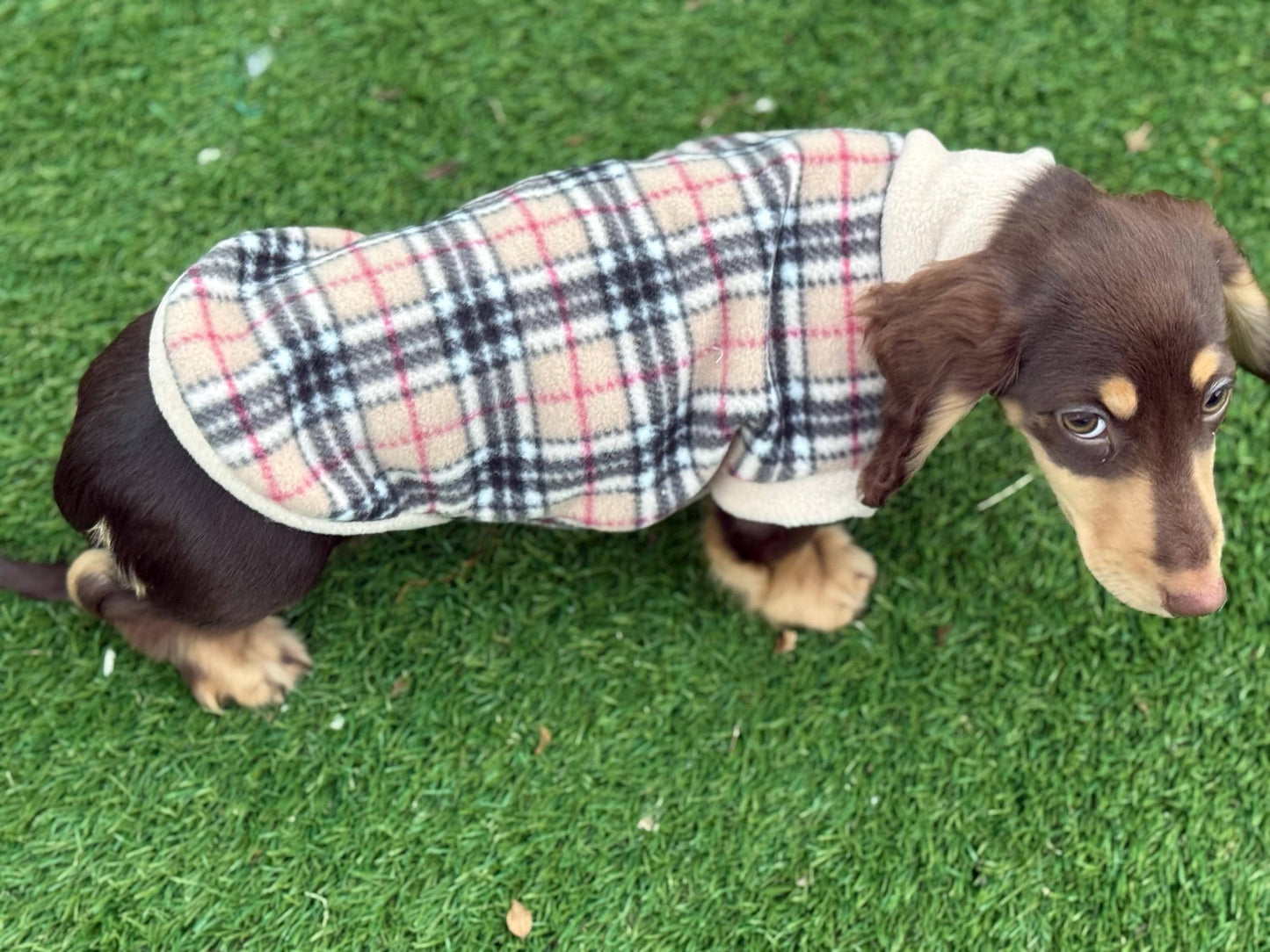 Beige Tartan Dachshund Fleece Jumper: Water & Mud Repellent