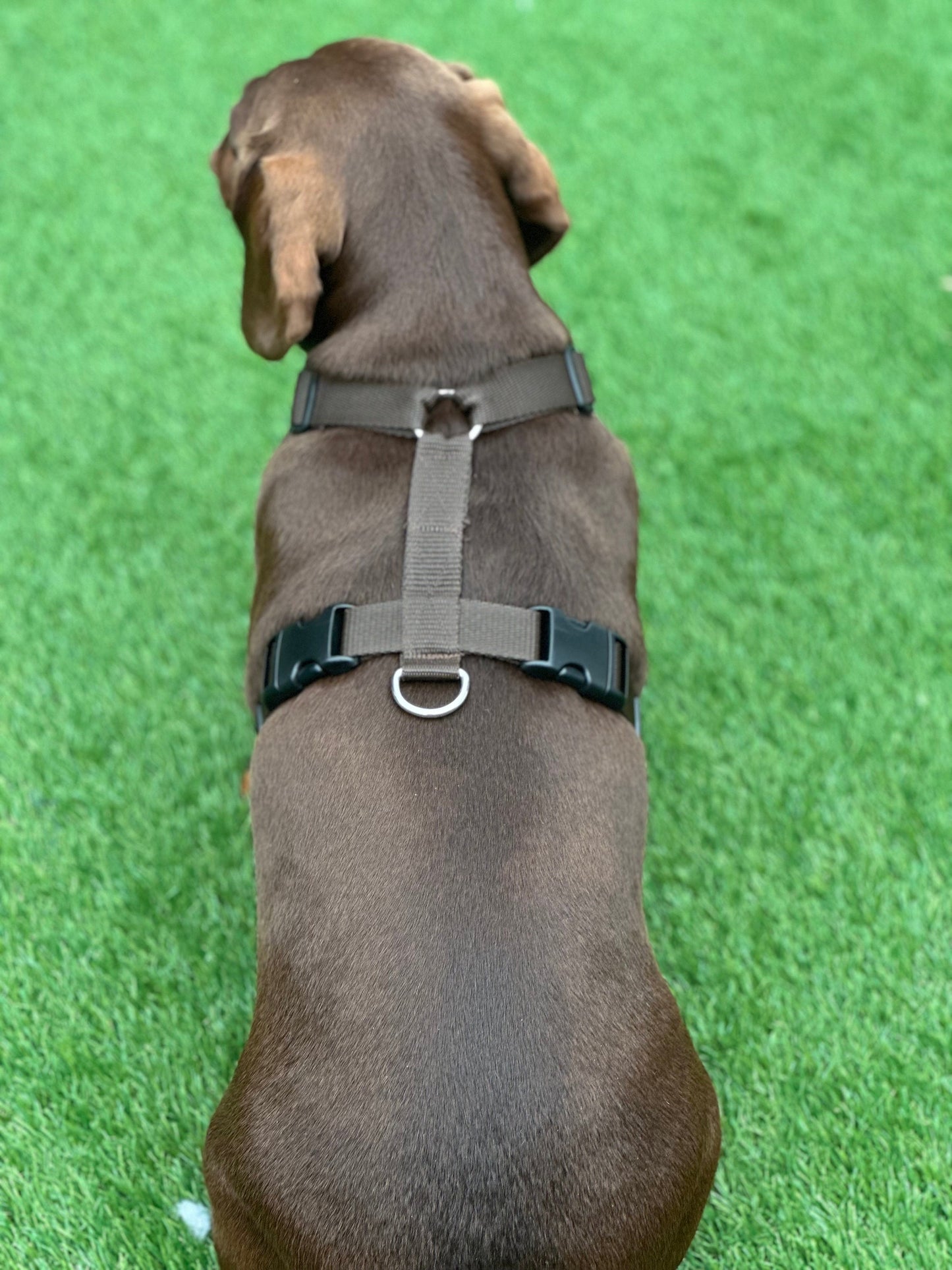 Harris Tweed Dachshund Harness: Padded Fleece, No-Choke Design