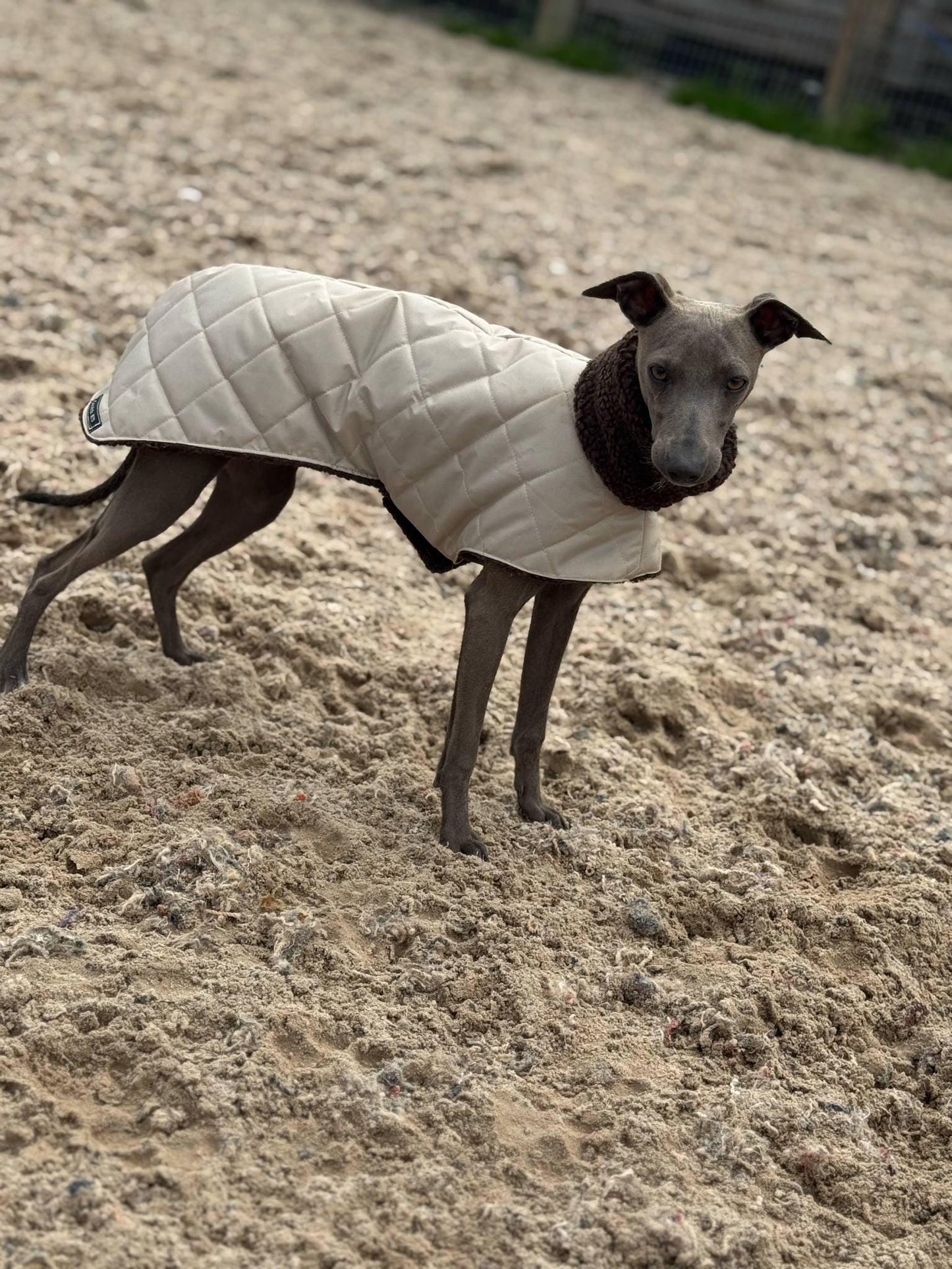 Italian greyhound quilted waterproof coat, dog coat ,winter ltalian greyhound coat, iggy coat,luxury winter coat