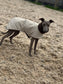 Italian greyhound quilted waterproof coat, dog coat ,winter ltalian greyhound coat, iggy coat,luxury winter coat