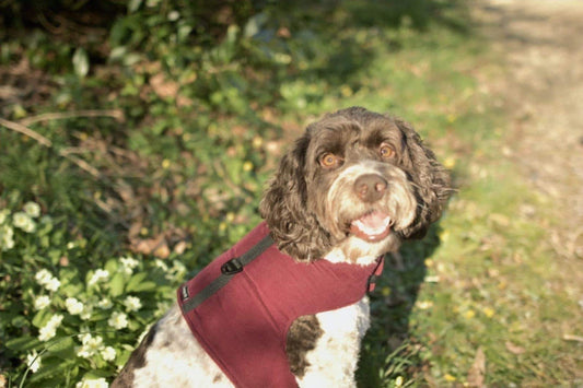 Made-to-Measure Corduroy Dog Harness: Fleece Lined, Adjustable Fit