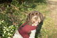Made-to-Measure Corduroy Dog Harness: Fleece Lined, Adjustable Fit