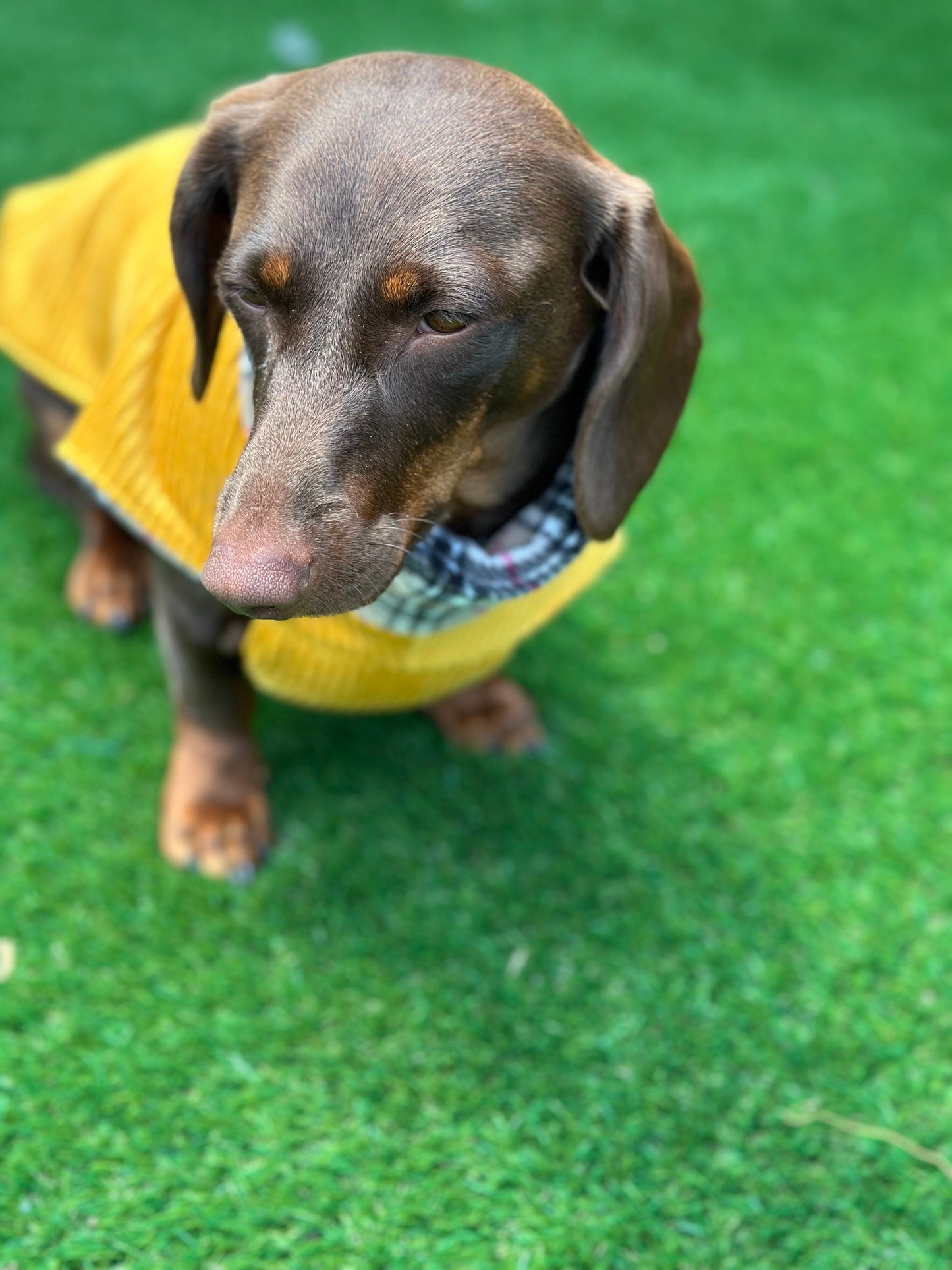 Corduroy Dachshund Coat: Fleece Lined Dog Jacket