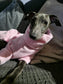 Italian Greyhound Fleece Jumper: Water & Mud Repellent Dog Jacket
