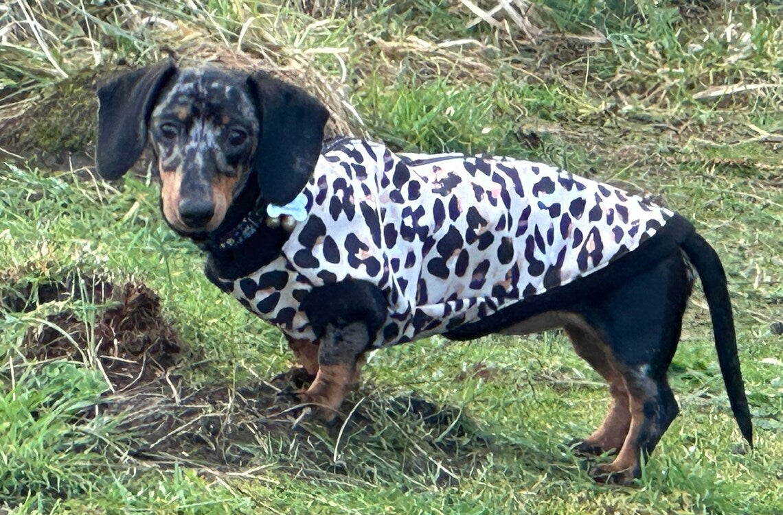 Leopard Print Dachshund Fleece Jumper: Zipped Softshell, Water Resistant.