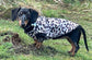 Leopard Print Dachshund Fleece Jumper: Zipped Softshell, Water Resistant.