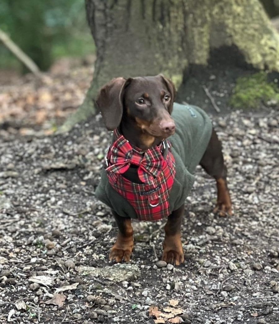 Tartan Dachshund Harness Set: Padded Fleece, No-Choke Design