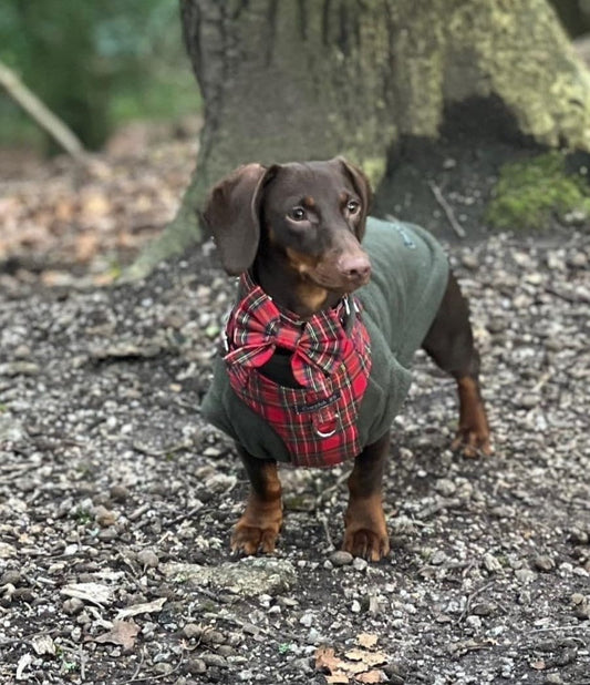 Tartan Dachshund Harness Set: Padded Fleece, No-Choke Design