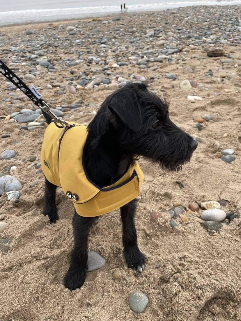 Mustard Waterproof Dachshund Dog Coat: Fleece Lined, Harness Hole