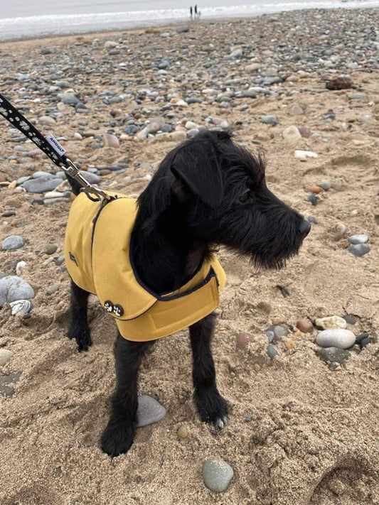 Mustard Waterproof Dachshund Dog Coat: Fleece Lined, Harness Hole