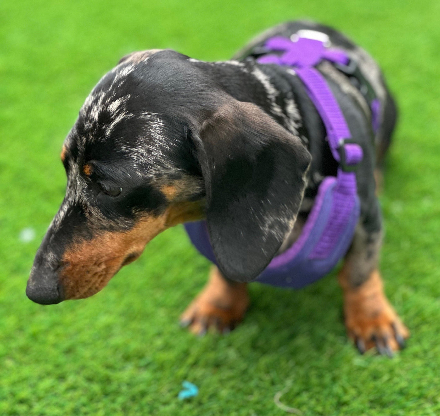 Dachshund Quilted Dog Harness: Padded Fleece Lined, Waterproof, No-Choke
