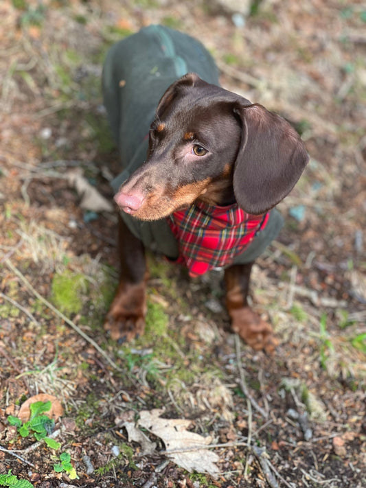 Tartan Dachshund Harness: Padded Fleece, No-Choke Design