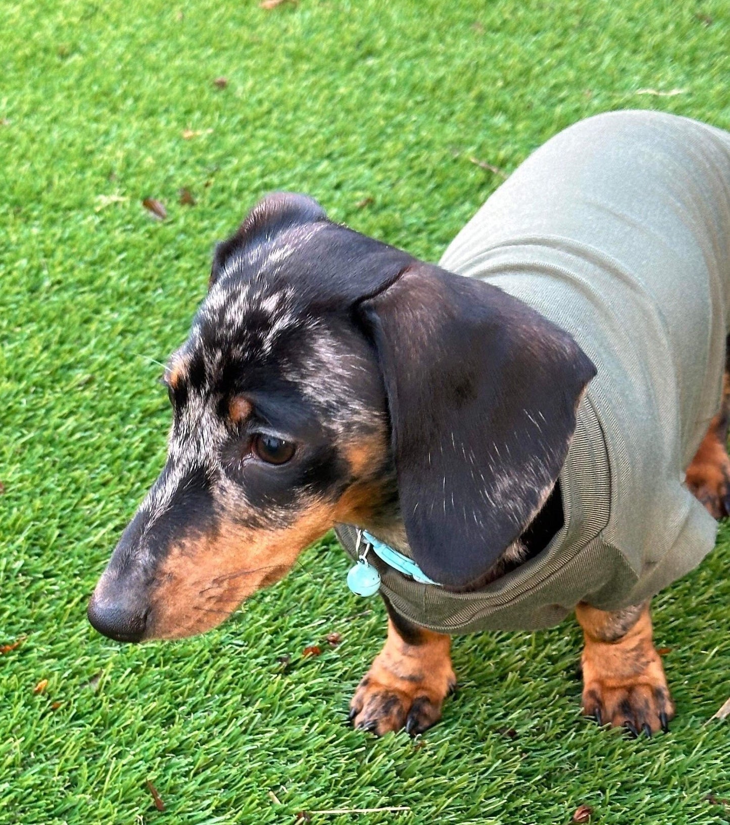 Bamboo Dachshund T-Shirt: Anti-Allergy Cooling Dog Top