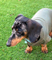 Bamboo Dachshund T-Shirt: Anti-Allergy Cooling Dog Top